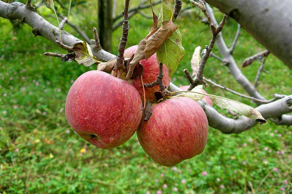 भारतीय हिमालयी किसान पहाड़ी इलाकों में सीढ़ीनुमा खेतों पर खेती करते हुए
Himachal Pradesh