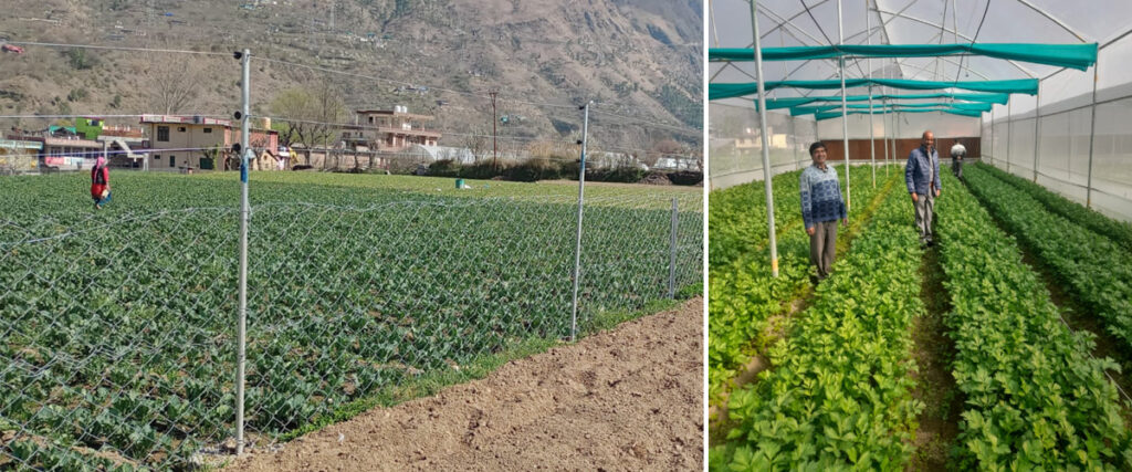 भारतीय हिमालयी किसान पहाड़ी इलाकों में सीढ़ीनुमा खेतों पर खेती करते हुए
Himachal Pradesh