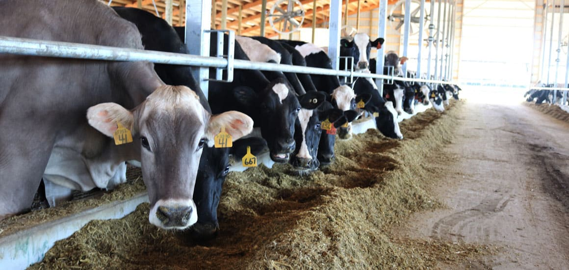 Uttarakhand Milk Production News:उत्तराखंड में बढ़ रहा दूध का उत्पादन, पिछले साल के मुकाबले 12% का उछाल, नंबर-1 पर नैनीताल